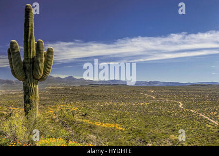 2017 Primavera Super fiore a peridoto Mesa, Deserto Sonoran, San Carlos Apache Nazione, Arizona, Stati Uniti d'America Foto Stock