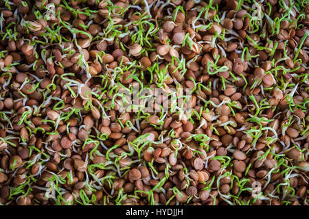 I germogli di lenticchie di close-up. Macrobiotica sano cibo per vegetariani e vegani Foto Stock