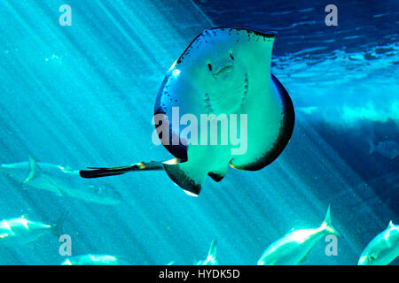 Stingray comune (Dasyatis pastinaca), nuoto overhead, Western Cape, Sud Africa Foto Stock