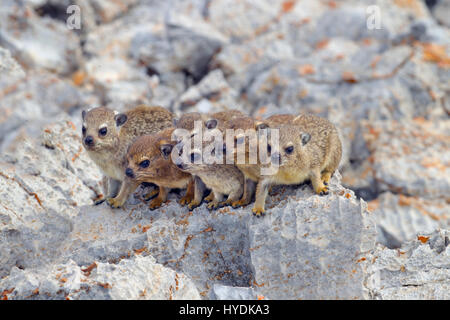 Un gruppo di giovani Rock hyrax Procavia capensis Namibia Marzo Foto Stock