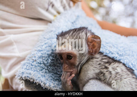 Blue vervet monkey - abbandonato Foto Stock