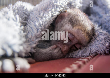 Blue vervet monkey - abbandonato Foto Stock