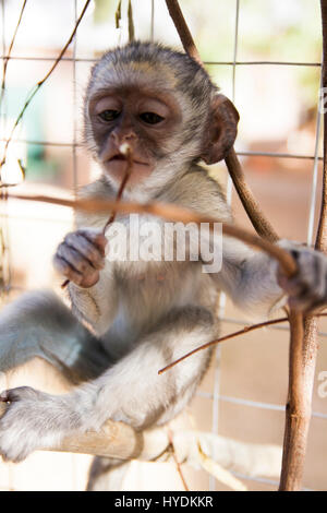 Blue vervet monkey - abbandonato Foto Stock