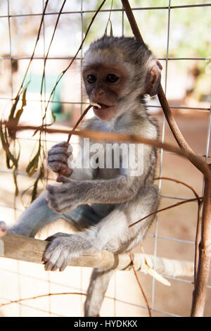 Blue vervet monkey - abbandonato Foto Stock