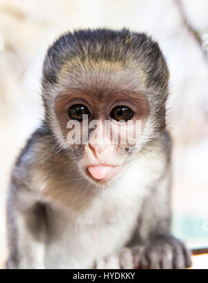 Blue vervet monkey - abbandonato Foto Stock