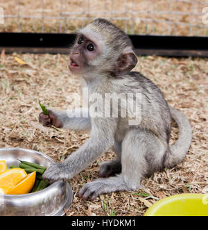 Blue vervet monkey - abbandonato Foto Stock