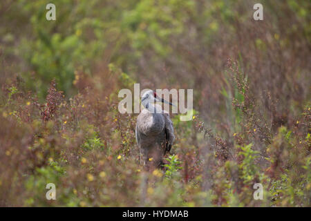 Sandhill gru Grus canadenis,, Floria Foto Stock