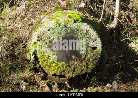 Monconi da abbattuti gli alberi in una foresta di pini Foto Stock