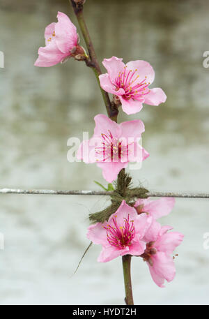 Pesche noci/Peach blossom su alberi a spalliera in serra Foto Stock