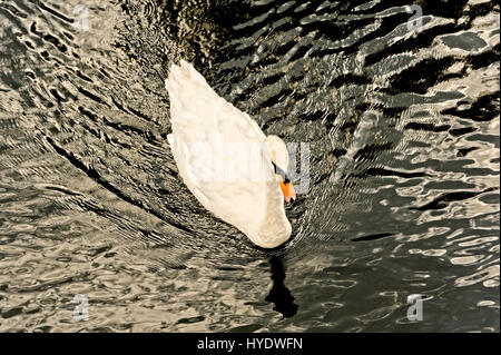 Swan Foto Stock