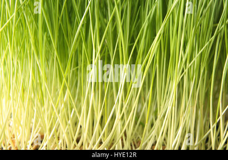 Giovani wheatgrass cresciute in terreno Foto Stock