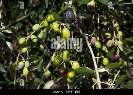 La maturazione delle olive, Largo Fontebranda, Monteriggioni, Toscana, Italia Foto Stock