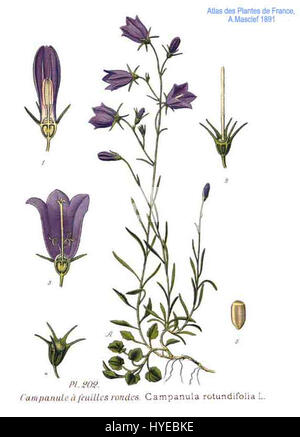 La Campanula rotundifolia, comunemente nota come l'harebell, è una pianta perenne originaria dell'Europa e dell'Asia. L'illustrazione botanica mostra le sue distintive foglie rotonde e i fiori blu a forma di campana. Foto Stock