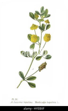 76 Medicago lupulina L Foto Stock