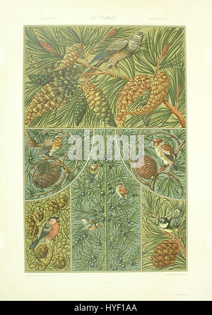 Il «Robins Waxwings Cedar» di Anton Seder è un’illustrazione dettagliata che mostra gli uccelli in un ambiente naturale. Il pezzo mostra la precisione di Seder nel catturare la bellezza della natura, in particolare attraverso la sua raffigurazione di robins e cere arroccate su alberi di cedro. Il suo lavoro è caratterizzato dalla sua attenzione ai dettagli e dalla rappresentazione naturalistica della flora e della fauna. Foto Stock