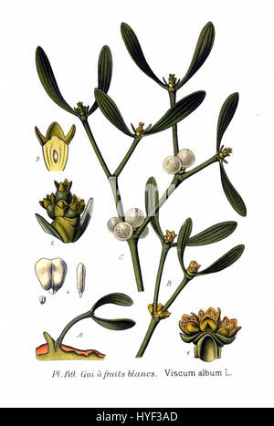 *Viscum album*, comunemente noto come mistletoe, è una specie di piante parassitarie che si trova su vari alberi ospiti. Svolge un ruolo in molte culture e tradizioni, in particolare durante le vacanze invernali, come simbolo di amore e fertilità. Foto Stock