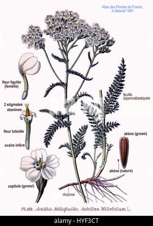 Achillea millefolium, comunemente noto come yarrow, è una pianta erbacea perenne della famiglia delle Asteraceae. È ampiamente usato per scopi medicinali e ha una lunga storia nella medicina tradizionale, nota per le sue proprietà antinfiammatorie e curative. Foto Stock