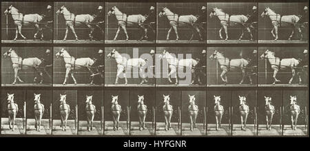 Eadweard Muybridge passeggiate, Sulky, LightGray mare, Katydid Google Art Project Foto Stock