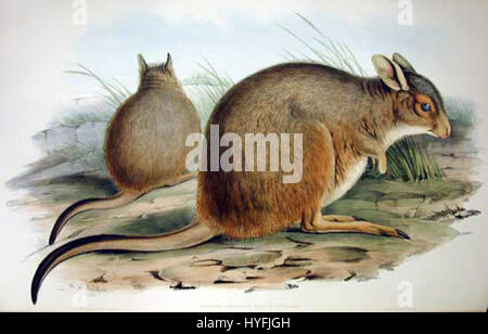 Il Coniglio-wallaby rufo, Lagorchestes hirsutus, illustrato da John Gould, ornitologo e zoologo inglese, nel 1853. Foto Stock