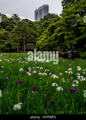 Iris che fiorisce in Koshikawa Korakuen, Tokyo, Giappone. Foto Stock