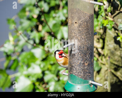 Maschio Cardellino europeo (Carduelis carduelis) finch in primavera su un giardino bird feeder in una siepe. Il Galles, UK Gran Bretagna Foto Stock