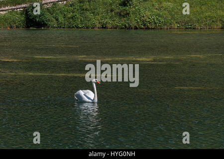 Il White Swan nel lago Mosigo vicino a Dolomiti italiane scenario delle Alpi Foto Stock