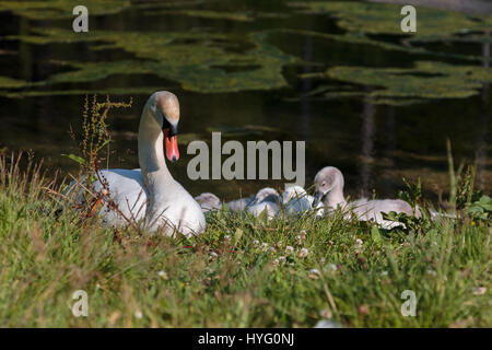 Cigno Bianco e grigio anatroccoli in Mosigo Lago - Dolomiti italiane scenario delle Alpi Foto Stock