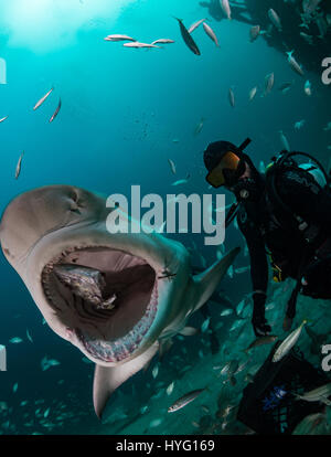 Giove in Florida, TIGER BEACH BAHAMAS: Shot di pesce dentro la bocca degli squali. Tenendo un piede di sedici-lungo tiger shark nelle sue mani un coraggioso British subacqueo può essere visto posizionando il predatore selvatico in un sogno come la trance di novanta piedi sott'acqua. Con solo un paio di pollici tra di loro, il subacqueo tratti e allevia lo squalo in una procedura chiamata "immobilità tonica", spesso usato per calmare gli squali al fine di rimuovere i ganci dalle loro bocche o gola. Altre foto evidenziare gli affilati denti all'interno di entrambi i tigre e gli squali limone' bocche mentre la mano del subacqueo alimenta alcune chicche pescoso. Essi possono anche Foto Stock