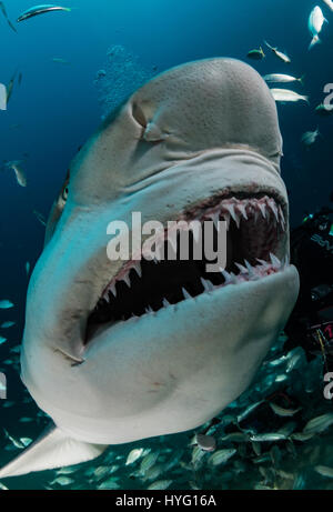Giove in Florida, TIGER BEACH BAHAMAS: Visualizzazione delle ganasce della tigre. Tenendo un piede di sedici-lungo tiger shark nelle sue mani un coraggioso British subacqueo può essere visto posizionando il predatore selvatico in un sogno come la trance di novanta piedi sott'acqua. Con solo un paio di pollici tra di loro, il subacqueo tratti e allevia lo squalo in una procedura chiamata "immobilità tonica", spesso usato per calmare gli squali al fine di rimuovere i ganci dalle loro bocche o gola. Altre foto evidenziare gli affilati denti all'interno di entrambi i tigre e gli squali limone' bocche mentre la mano del subacqueo alimenta alcune chicche pescoso. Essi possono anche essere visto Foto Stock