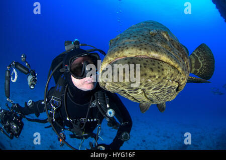 Giove in Florida, TIGER BEACH BAHAMAS: Goliath cernie pesce nuotare nella parte anteriore del subacqueo. Tenendo un piede di sedici-lungo tiger shark nelle sue mani un coraggioso British subacqueo può essere visto posizionando il predatore selvatico in un sogno come la trance di novanta piedi sott'acqua. Con solo un paio di pollici tra di loro, il subacqueo tratti e allevia lo squalo in una procedura chiamata "immobilità tonica", spesso usato per calmare gli squali al fine di rimuovere i ganci dalle loro bocche o gola. Altre foto evidenziare gli affilati denti all'interno di entrambi i tigre e gli squali limone' bocche mentre la mano del subacqueo alimenta alcune chicche pescoso. Il Foto Stock