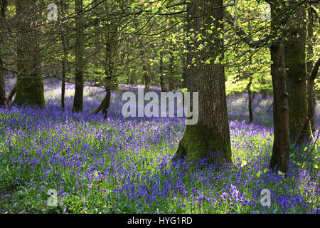 Foresta di Dean, UK: Un tappeto luscious di bluebells ha coperto la Foresta di Dean in modo spettacolare. Le immagini mostrano il muschio coperto tronchi di alberi completamente circondato da un mare di blu e verde da queste primavera tempo preferiti. Foto Stock