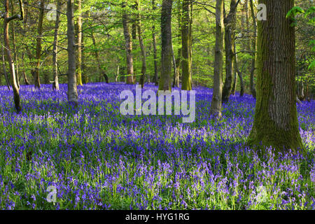 Foresta di Dean, UK: Un tappeto luscious di bluebells ha coperto la Foresta di Dean in modo spettacolare. Le immagini mostrano il muschio coperto tronchi di alberi completamente circondato da un mare di blu e verde da queste primavera tempo preferiti. Foto Stock