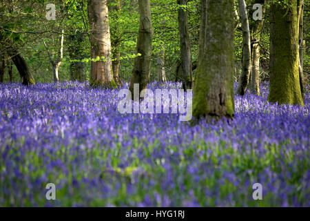 Foresta di Dean, UK: Un tappeto luscious di bluebells ha coperto la Foresta di Dean in modo spettacolare. Le immagini mostrano il muschio coperto tronchi di alberi completamente circondato da un mare di blu e verde da queste primavera tempo preferiti. Foto Stock