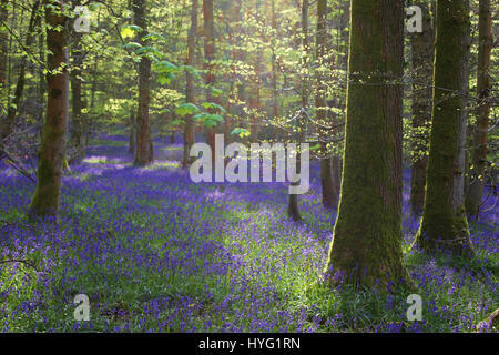 Foresta di Dean, UK: Un tappeto luscious di bluebells ha coperto la Foresta di Dean in modo spettacolare. Le immagini mostrano il muschio coperto tronchi di alberi completamente circondato da un mare di blu e verde da queste primavera tempo preferiti. Foto Stock