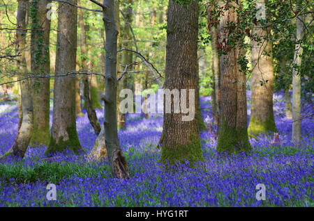 Foresta di Dean, UK: Un tappeto luscious di bluebells ha coperto la Foresta di Dean in modo spettacolare. Le immagini mostrano il muschio coperto tronchi di alberi completamente circondato da un mare di blu e verde da queste primavera tempo preferiti. Foto Stock