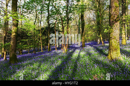 Foresta di Dean, UK: Un tappeto luscious di bluebells ha coperto la Foresta di Dean in modo spettacolare. Le immagini mostrano il muschio coperto tronchi di alberi completamente circondato da un mare di blu e verde da queste primavera tempo preferiti. Foto Stock