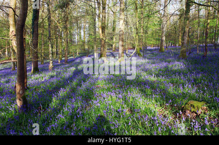 Foresta di Dean, UK: Un tappeto luscious di bluebells ha coperto la Foresta di Dean in modo spettacolare. Le immagini mostrano il muschio coperto tronchi di alberi completamente circondato da un mare di blu e verde da queste primavera tempo preferiti. Foto Stock