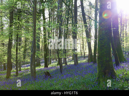 Foresta di Dean, UK: Un tappeto luscious di bluebells ha coperto la Foresta di Dean in modo spettacolare. Le immagini mostrano il muschio coperto tronchi di alberi completamente circondato da un mare di blu e verde da queste primavera tempo preferiti. Foto Stock