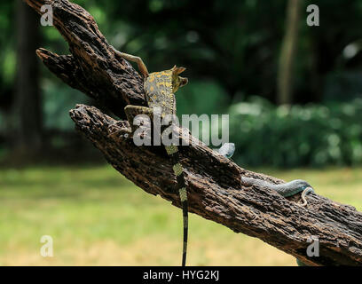 Un camaleonte forest dragon prende su di una Viper snake. Immagini drammatiche di un Camaleonte forest dragon difendersi contro un infame viper snake mentre in condizioni di equilibrio precario su un ramo è stato catturato. La serie di immagini mostrano la feisty exchange dal momento in cui i rettili gettare gli occhi su ogni altro con i coloratissimi snake furtivamente rendendo il suo cammino verso la lucertola, nel tentativo di mangiare. Invece di diventare il serpente del prossimo pasto, il coraggioso lizard è poi visto a balzare sul suo predatore, catturare il suo corpo tra le sue ganasce. Un altro colpo mostra che l'arrabbiato viper non è paura Foto Stock