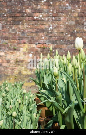 Tulipani in Lost Gardens of Heligan, Cornwall, Regno Unito Foto Stock