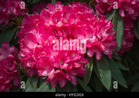 Fiori di rododendro al Lost Gardens of Heligan, Cornwall, Regno Unito Foto Stock