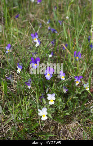 Stiefmütterchen Wildes, Acker-Stiefmütterchen, Wiesen-Stiefmütterchen, Wiesenstiefmütterchen, Ackerstiefmütterchen, Ackerveilchen, Acker-Veilchen, Vio Foto Stock