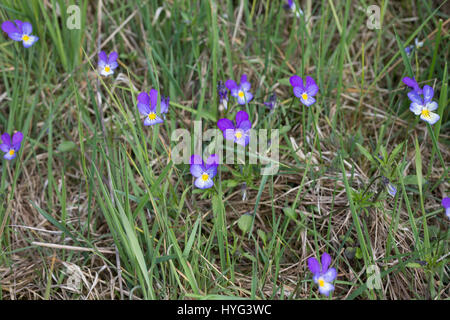 Stiefmütterchen Wildes, Acker-Stiefmütterchen, Wiesen-Stiefmütterchen, Wiesenstiefmütterchen, Ackerstiefmütterchen, Ackerveilchen, Acker-Veilchen, Vio Foto Stock