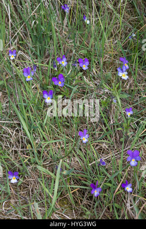 Stiefmütterchen Wildes, Acker-Stiefmütterchen, Wiesen-Stiefmütterchen, Wiesenstiefmütterchen, Ackerstiefmütterchen, Ackerveilchen, Acker-Veilchen, Vio Foto Stock