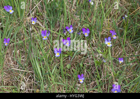 Stiefmütterchen Wildes, Acker-Stiefmütterchen, Wiesen-Stiefmütterchen, Wiesenstiefmütterchen, Ackerstiefmütterchen, Ackerveilchen, Acker-Veilchen, Vio Foto Stock