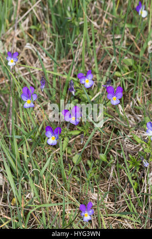 Stiefmütterchen Wildes, Acker-Stiefmütterchen, Wiesen-Stiefmütterchen, Wiesenstiefmütterchen, Ackerstiefmütterchen, Ackerveilchen, Acker-Veilchen, Vio Foto Stock