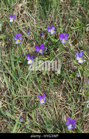 Stiefmütterchen Wildes, Acker-Stiefmütterchen, Wiesen-Stiefmütterchen, Wiesenstiefmütterchen, Ackerstiefmütterchen, Ackerveilchen, Acker-Veilchen, Vio Foto Stock