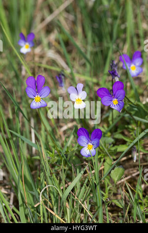 Stiefmütterchen Wildes, Acker-Stiefmütterchen, Wiesen-Stiefmütterchen, Wiesenstiefmütterchen, Ackerstiefmütterchen, Ackerveilchen, Acker-Veilchen, Vio Foto Stock