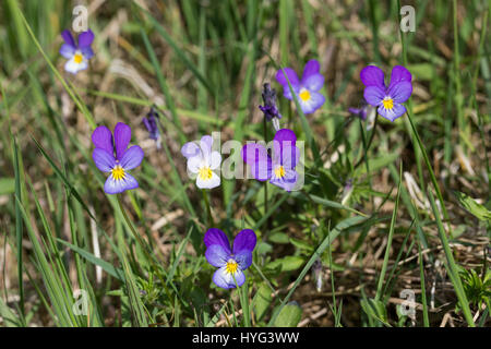 Stiefmütterchen Wildes, Acker-Stiefmütterchen, Wiesen-Stiefmütterchen, Wiesenstiefmütterchen, Ackerstiefmütterchen, Ackerveilchen, Acker-Veilchen, Vio Foto Stock