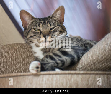 Sorrisetto Cat dal di sopra Foto Stock